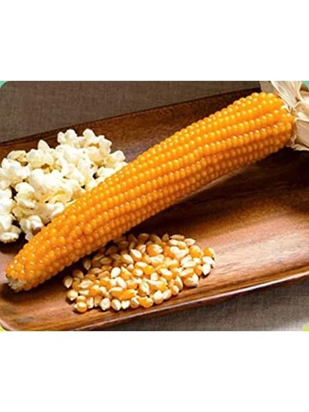 50 Adet Patlak Mısır Popcorn Tohumu, Eğlenceli Atıştırmalık ürün görseli 1