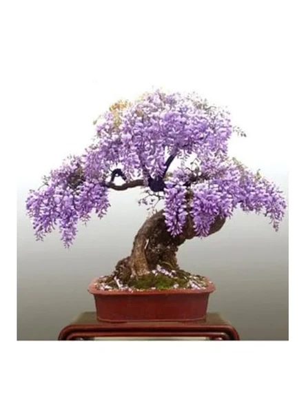 3 Adet Wisteria Bonsai Ağacı Tohumu, Bahçe için Özel Seçim ürün görseli 1