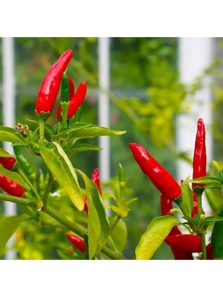 Acı Mini Chili Biber Tohumu, 70 Adet ile Bahçe Keyfi ürün görseli 1