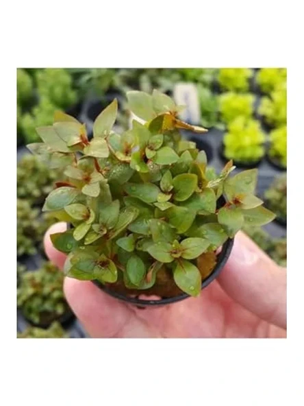 Canlı Bitki, Ludwigia Mini Super Red Saksıda - Resim 2