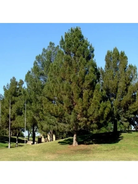 10 Tohum Pinus Elderica İran Çamı Tohumu ürün görseli 1