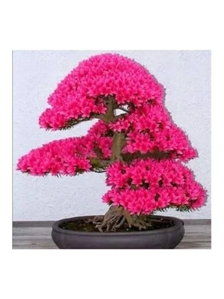 10 Adet Japon Sakura Bonsai Ağacı Tohumu ürün görseli 1