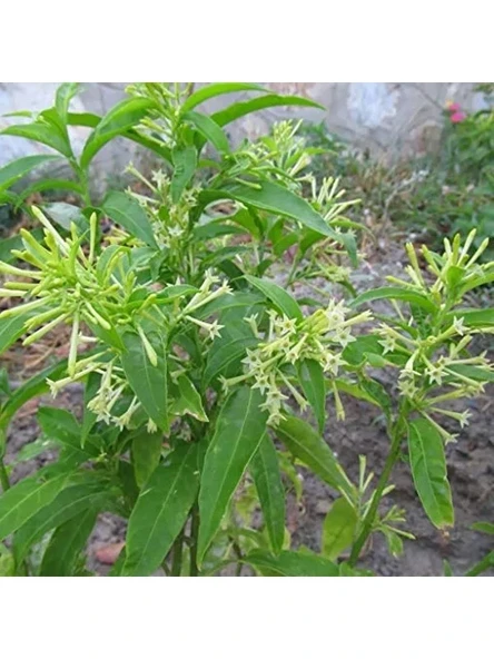 Aromatik Melissa Fidanı, Tüplü ve Kolay Yetiştirilebilir, Bahçe İçin İdeal ürün görseli 1