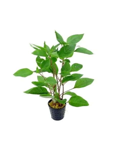 Hygrophila Corymbosa - Limon Saksı Bitkisi, Canlı ve Sağlıklı ürün görseli 1