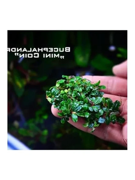 Bucephalandra Mini Coin Saksı Canlı Bitki ürün görseli 1