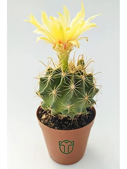Çiçek Açan Kaktüs, 5.5 cm Saksıda, İç Mekan Bitkisi için Uygun ürün görseli 1