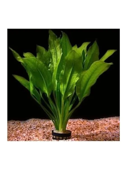 Canlı Bitki Saksısı, Echinodorus İcus Çeşidi, Akvaryum İçin Uygun ürün görseli 1