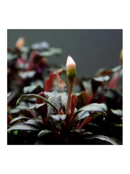 Bucephalandra Mini Coin Saksı Canlı Bitki - Resim 2