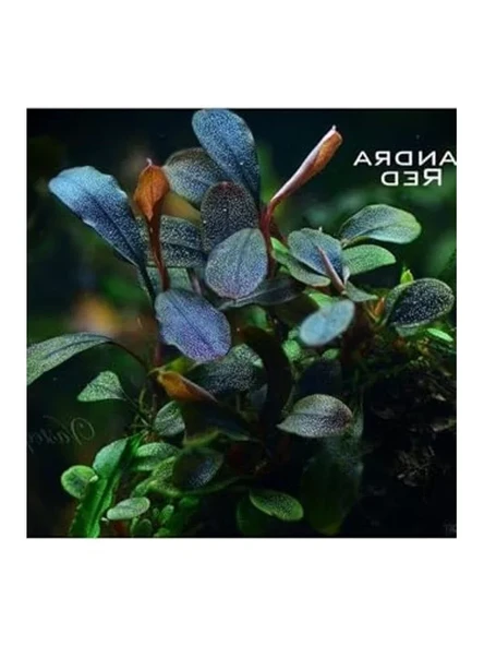 Bucephalandra Brownie Red Saksı Canlı Bitki ürün görseli 1