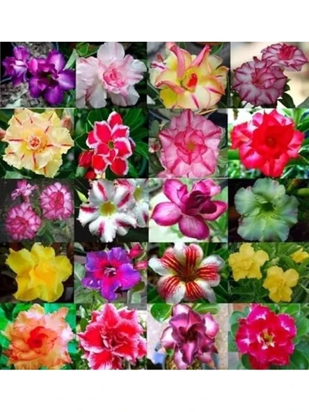 Çöl Gülü (Desert Rose/Adenium Obesum) 10 Adet Renkli Karışık Tohum - Egzotik Sukulent Bitki, Açık Alan ve Saksıda Kolay Yetişen, Yaz Dönemi Çiçek Açan ürün görseli 1