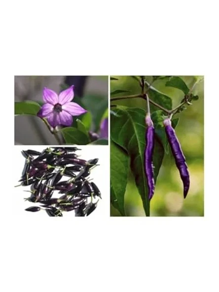 20 Adet Organik Purple Cayenne Biber Tohumu, Yüksek Verim İçin İdeal Seçim ürün görseli 1