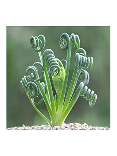 Sukulent Tohumu, Albuca Spiralis Çeşidi, Farklı Bitki Yetiştirme Deneyimi ürün görseli 1