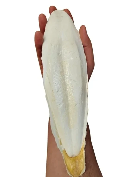 XL Kalamar Kemiği - İri Boy (15-20 cm Aralığında) ürün görseli 1