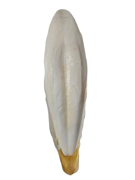 L Boy Kalamar Kemiği, İri Boy 10-15 cm ürün görseli 1