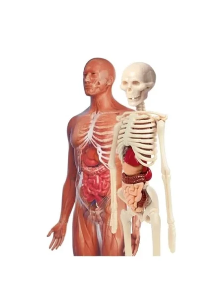 Eğitici İnsan Anatomisi Seti - Resim 3