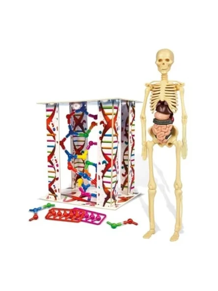 Eğitici İnsan Anatomisi Seti - Resim 2