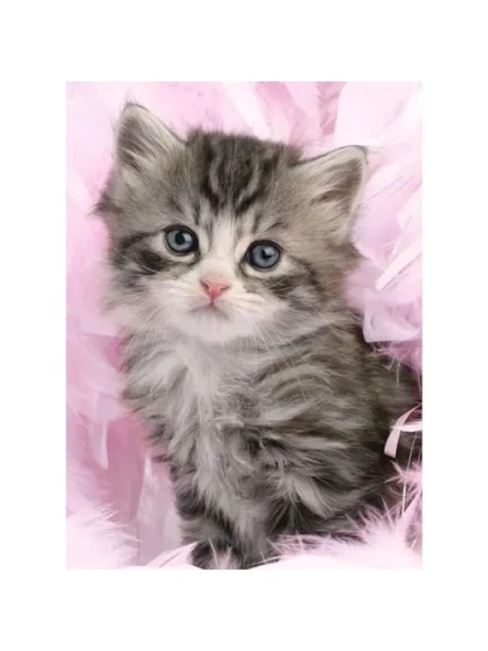 500 Parçalı Yavru Kedi Yapboz, Dayanıklı ve Eğlenceli ürün görseli 1