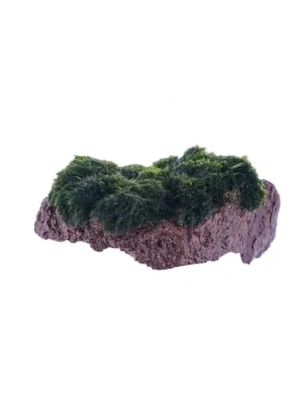 Marimo Moss Rock Canlı Bitki ürün görseli 1