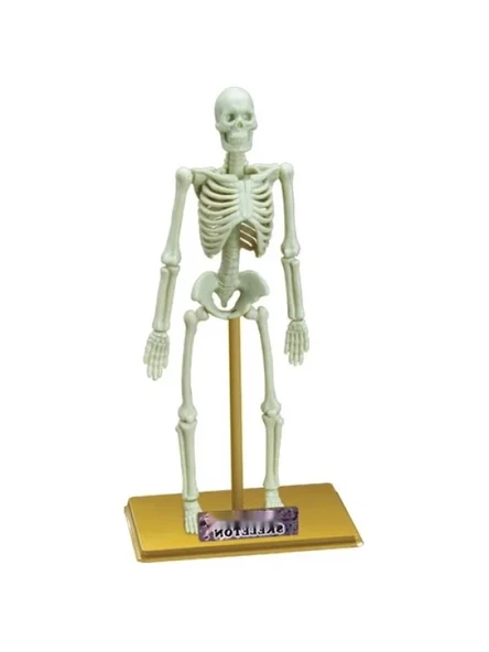 18 Parçalı İnsan İskeleti Bilim Seti ürün görseli 1