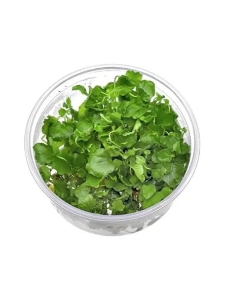 Cardamine Lyrata In Vitro Canlı Bitki ürün görseli 1