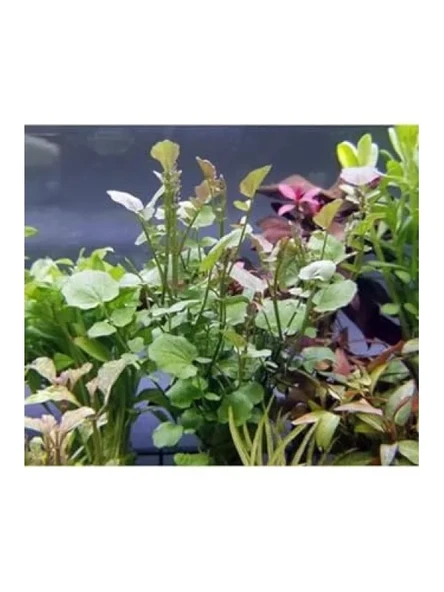 Cardamine Lyrata In Vitro Canlı Bitki - Resim 2