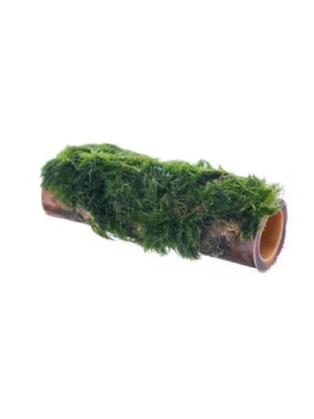 Bambu Canlı Bitki, Marimo Moss, Doğal Dekor ürün görseli 1
