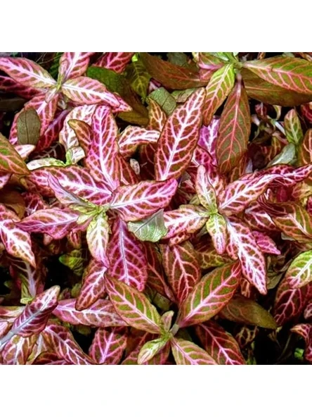 Kolay Akvaryum Zemin Bitkisi - Canlı Hygrophila Polysperma Rosanervig ürün görseli 1