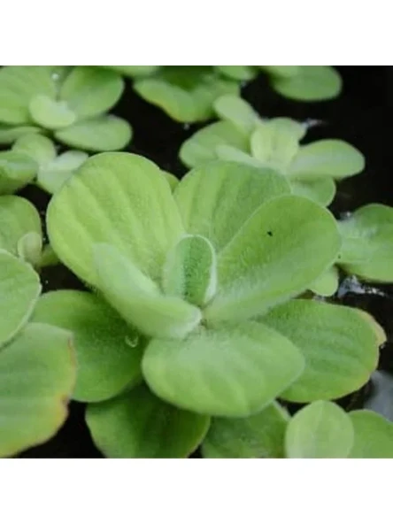 Pistia Su Marulu Bitkisi, Akvaryum Suyu Temizler ve Filtreler ürün görseli 1