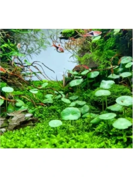 Akvaryum İçin Kolay Bakım Sağlayan Canlı Hydrocotyle Verticillata Bitkisi ürün görseli 1