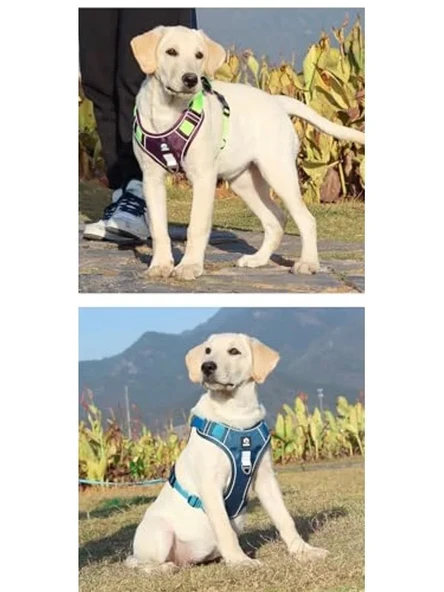 Reflektörlü Tasmalı Köpek Seti, Mavi, L - Resim 3