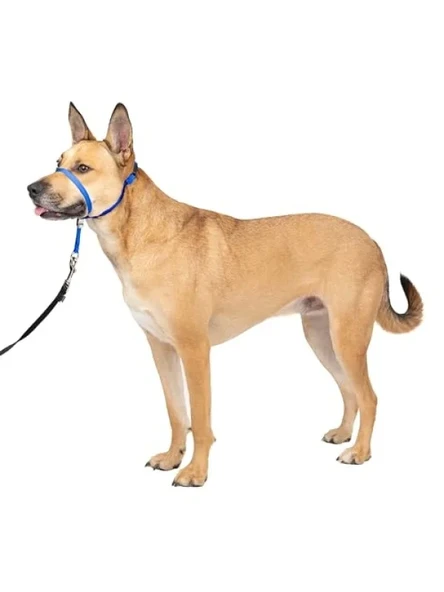Çekmesiz Köpek Yaka - Yürüyüş Kontrolü için İdeal Çözüm ürün görseli 1