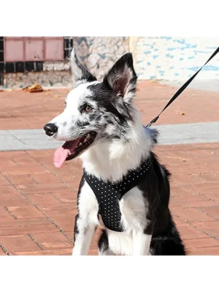 Siyah Renk Large Boy Dotty Tipi Köpek Tasması - Resim 3