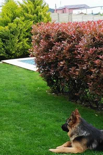 AGSAN 5kg Çim Coşturan Gübre Amonyum Sülfat Şeker Gübresi Meyve Sebze Bitki Gübre Çiçek Gübresi ürün görseli 1