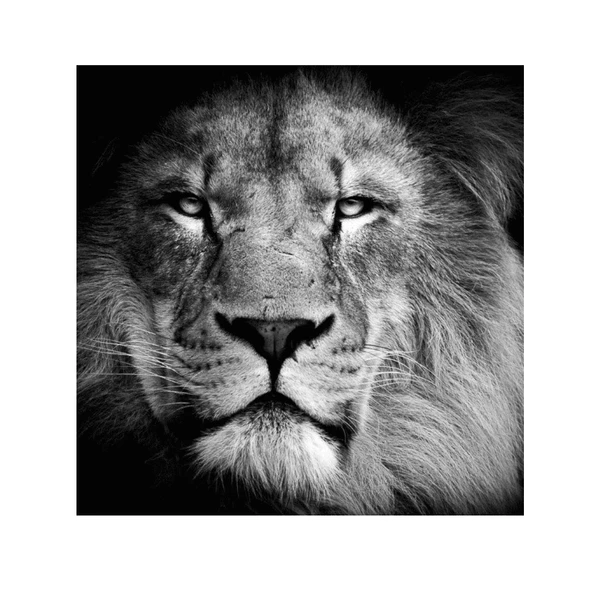 The Lion King Yağlı Boya Dokulu Tablo ürün görseli 1
