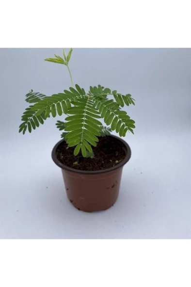 Küstüm Çiçeği Fidanı Küçük Boy 10-20 Cm Mimosa Pudica ürün görseli 1