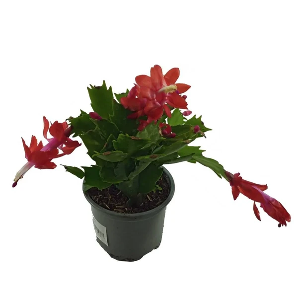 Schlumbergera Kırmızı - Yılbaşı Çiçeği (9 cm Saksıda) ürün görseli 1