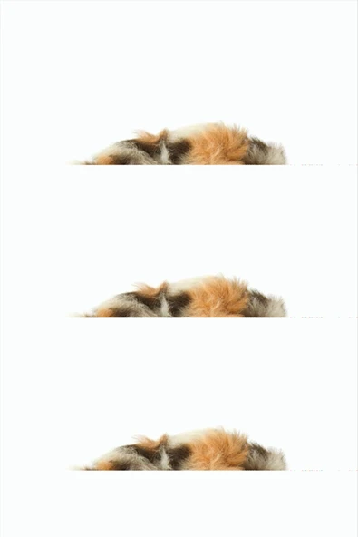 Leopar Desenli Tüylü Simit Toka 1 Adet ürün görseli 1