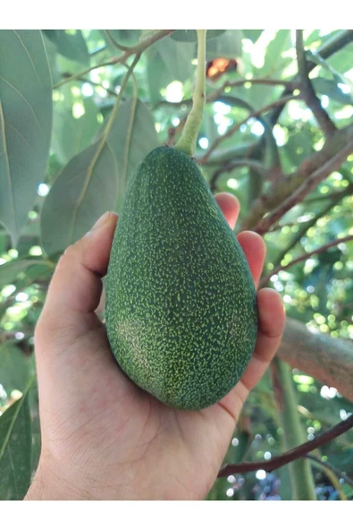 AKDENİZ TROPİKAL Avokado 2 Kg ürün görseli 1