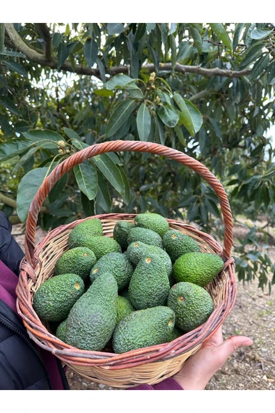 DORUK TROPIKAL 1 kg Has Avokado ürün görseli 1