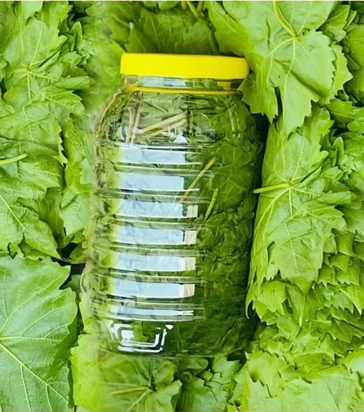 Taze Asma Yaprağı Yeni Sezon 500 gr. Pet Bidon İçerisinde ürün görseli 1