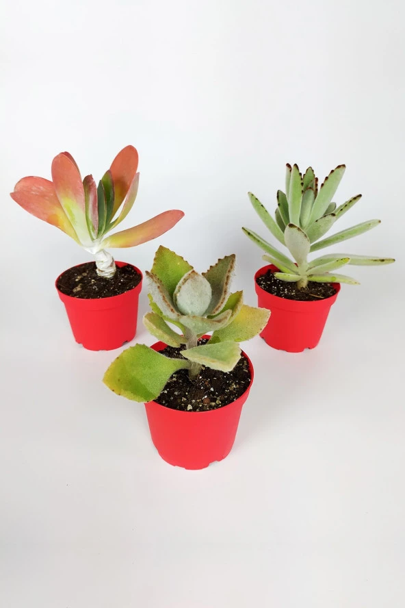 Kalanchoe Çiçeği (Kalanşo) 3 Lü Set Özel Türler 8.5 Kırmızı Saksıda İç Ve Dış Mekan ürün görseli 1