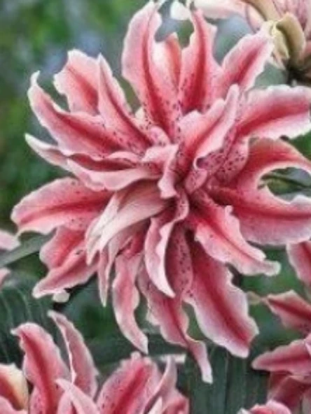 5 Adet  Lilyum Zambak Çiçeği Soğanı Kokulu Ebruli Pembe ürün görseli 1