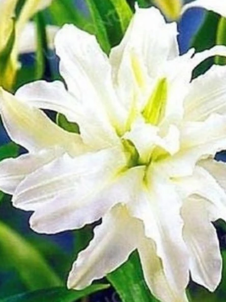 2 Adet  Lilyum Zambak Çiçeği Soğanı Kokulu Beyaz ürün görseli 1
