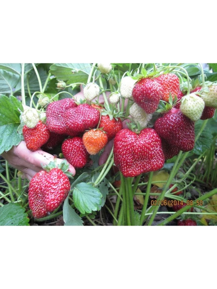 45 Adet Rubygem Açık Köklü Taze Frigo Yediveren Çilek Fidanı Fidesi ürün görseli 1