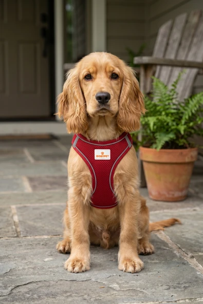 Kediler Ve Köpekler İçin Rahat, Dayanıklı Göğüs Tasması XL ürün görseli 1