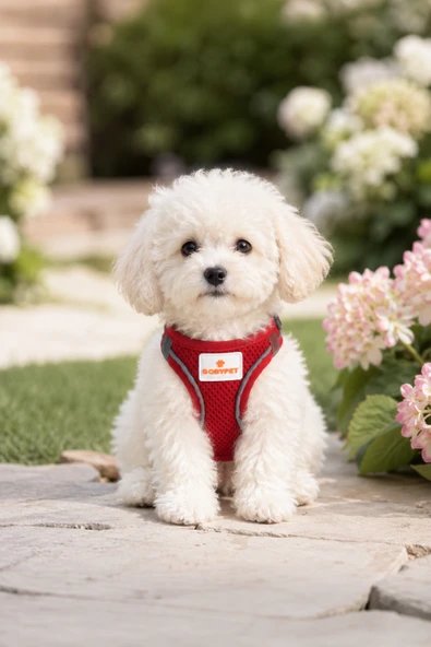 Kediler Ve Köpekler İçin Rahat, Dayanıklı Göğüs Tasması XXS ürün görseli 1
