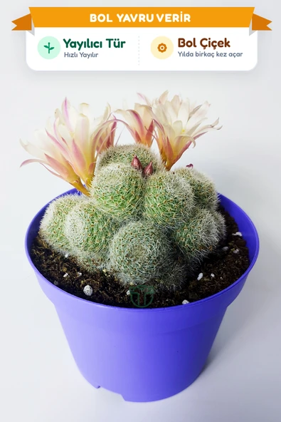 Rebutia Sunrise – Bol Yavrulu Çiçek Açan Kaktüs – 8.5 cm Saksıda ürün görseli 1
