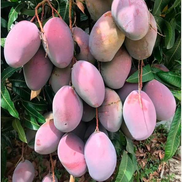 2 YAŞ SAKSIDA AŞILI OSTEEN MANGO FİDANI BOY 100-120 CM ürün görseli 1