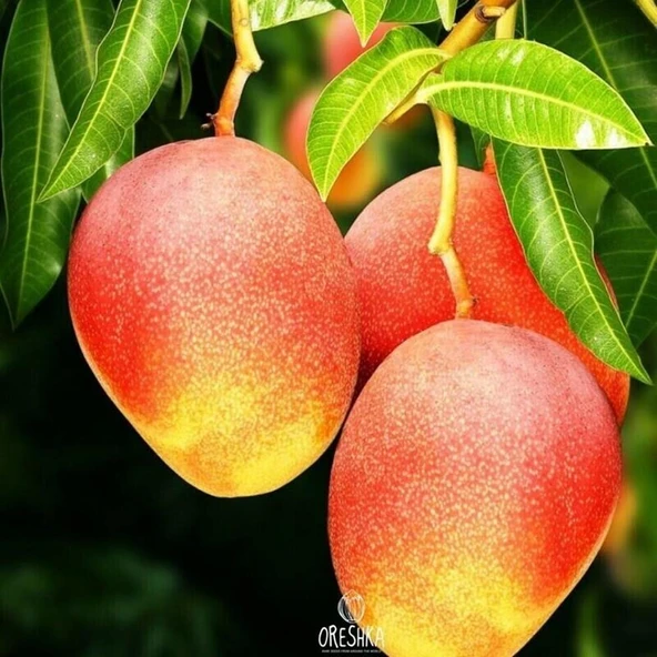 2 YAŞ ,SAKSIDA AŞILI KEİTT MANGO FİDANI BOY 80-100CM ürün görseli 1