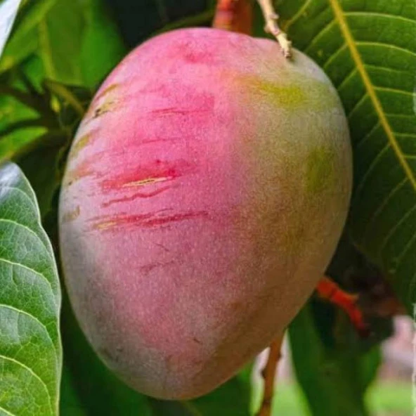 2 YAŞ,SAKSIDA AŞILI SENSATİON  MANGO FİDANI BOY 70-90 CM ürün görseli 1